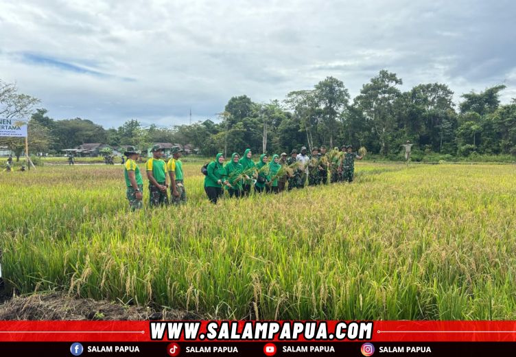 Dukung Program Ketahanan Pangan, Yonif 754/ENK Mimika Panen Padi Pertama