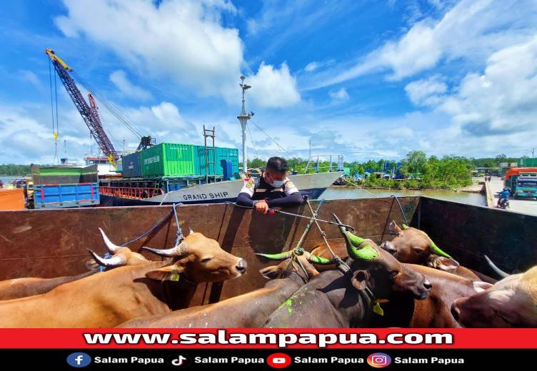 Karantina Papua Tengah Pastikan Kesehatan 38 Ekor Sapi Yang Masuk Ke Mimika