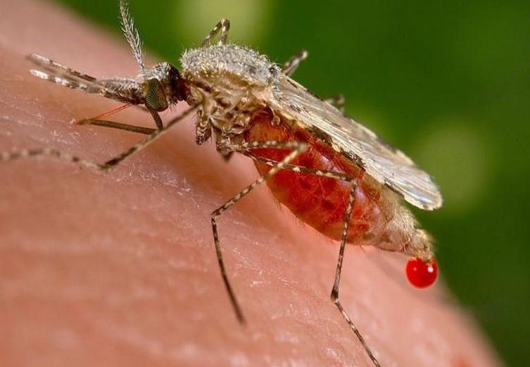 Angka Malaria Di Kamoro Jaya Sangat Tinggi, Masyarakat Diimbau Jaga Kebersihan Lingkungan