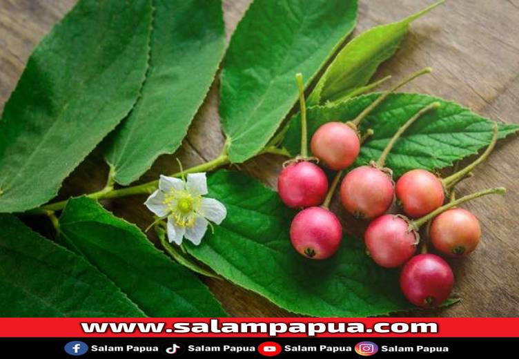 11 Manfaat Buah Kersen Bagi Kesehatan Tubuh