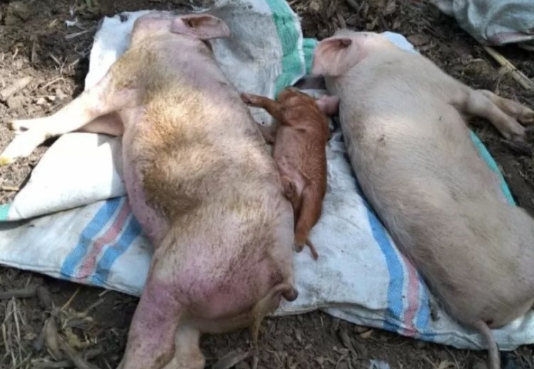 193 Ekor Babi Di Timika Mati Diserang Virus ASF, Disnakeswan Larang Pengiriman Keluar Mimika