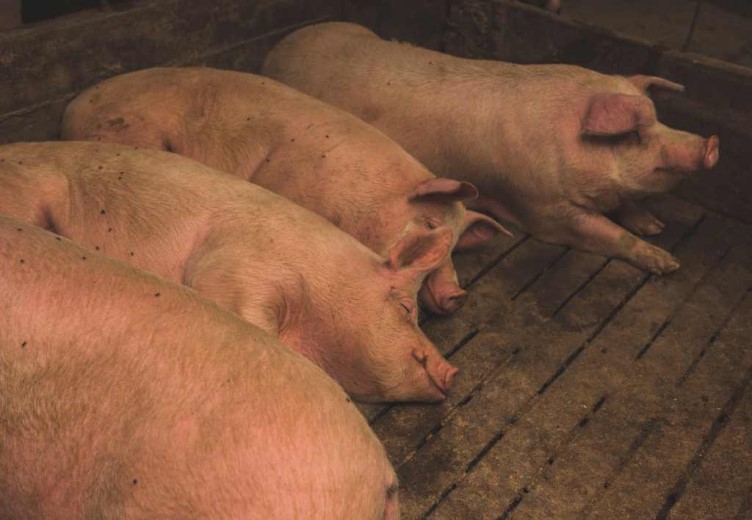 62 Ekor Babi Di Timika Dilaporkan Mati, Disnakeswan Belum Pastikan Penyebabnya