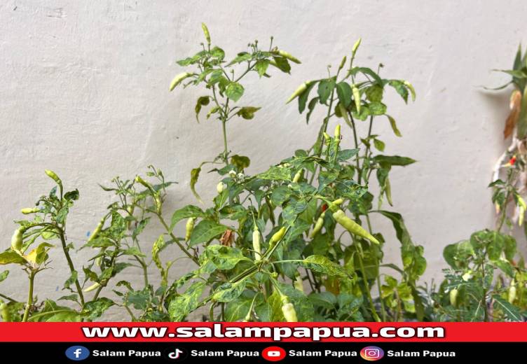 Harga Cabai Melonjak, Bupati Mimika Ajak Warga Tanam Sendiri Di Rumah