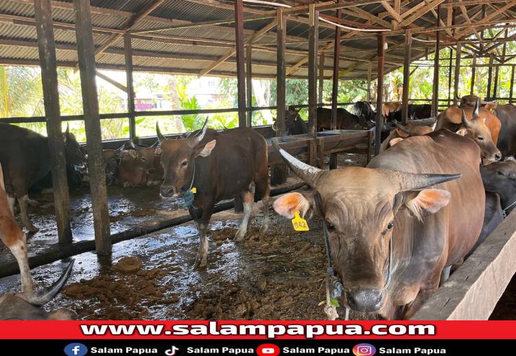 Menjelang Idul Adha, Harga Sapi Di Timika Tembus Rp 40 Juta Per Ekor