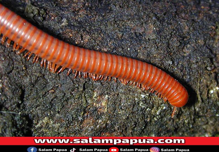 Fenomena Kaki Seribu: Mengenal Hewan Berkaki Banyak Yang Sering Dijumpai Saat Musim Hujan