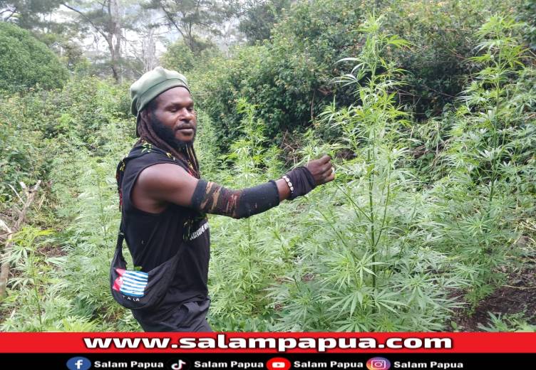 Pimpinan KKB Egianus Kogoya Pamer Kebun Ganja, Satu Anggotanya Tewas Ditembak