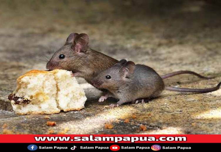 Pentingnya Mengusir Tikus Untuk Mencegah Berbagai Penyakit