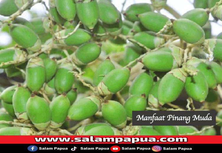 Pinang Muda, Inilah Manfaat Dan Cara Aman Mengonsumsinya