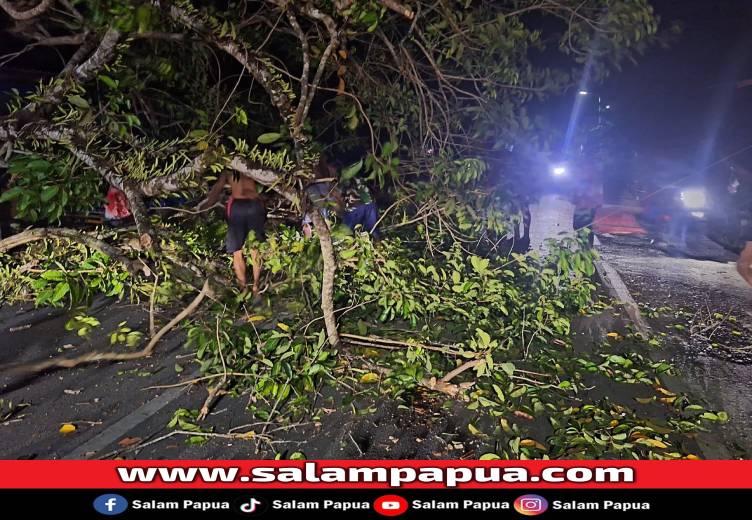 Angin Kencang Landa Nabire, Pohon Rambutan Tumbang Di Jalan Raya