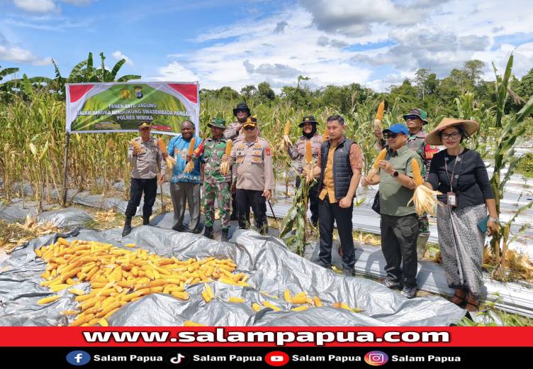 Dukung Swasembada Pangan, Polres Mimika Gelar Panen Raya Jagung
