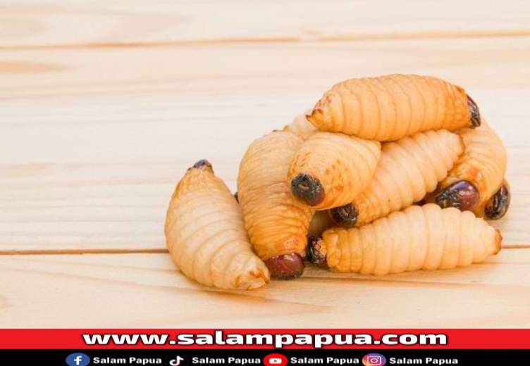 Ini 6 Manfaat Ulat Sagu Bagi Kesehatan