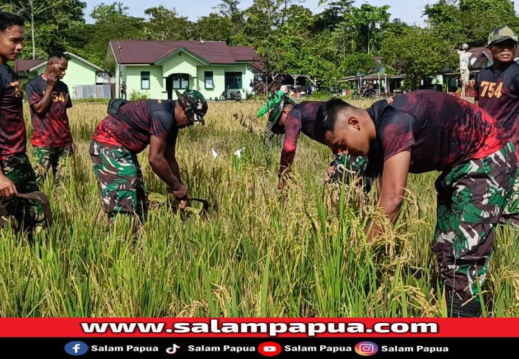 Dorong Swasembada Pangan, Yonif 754/ENK Panen Padi Sawah Inpari 30