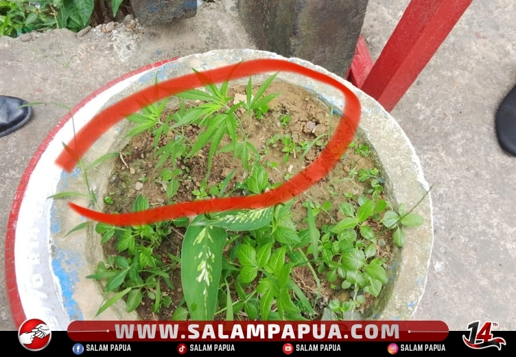 Geger Di Timika Indah, Warga Temukan Tanaman Ganja Di Pot Hias