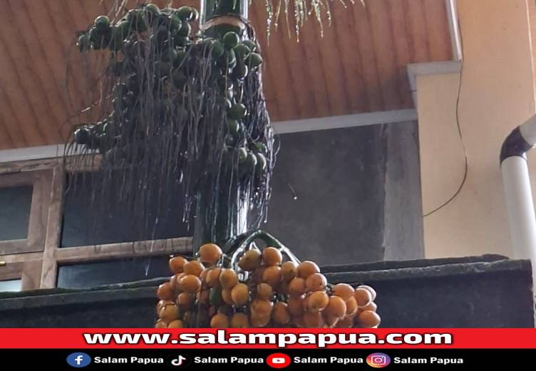 Pinang Muda, Inilah Manfaat Dan Cara Aman Mengonsumsinya