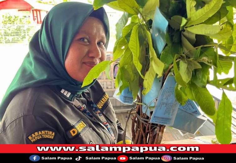 Karantina Papua Tengah Awasi 850 Bibit Kelengkeng Dari Yogyakarta, Pastikan Bebas Hama