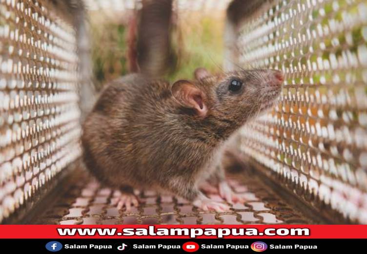 6 Cara Menghilangkan Bau Bangkai Tikus Dengan Mudah