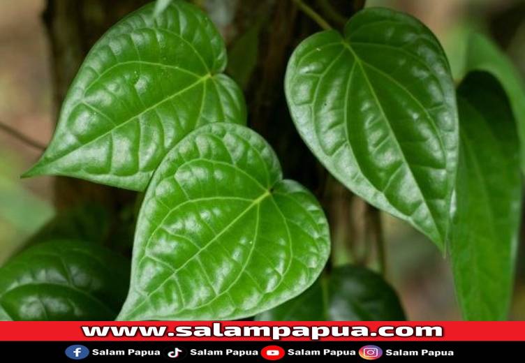 7 Manfaat Daun Sirih Bagi Wanita Yang Sayang Untuk Dilewatkan