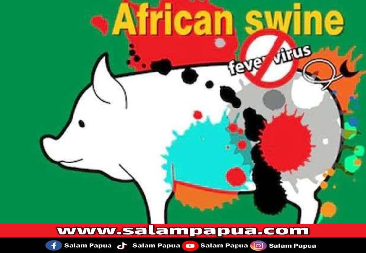 Status Demam Babi Afrika Di Mimika Masih Daerah Tertular, Disnakkeswan Melakukan Langkah Berikut