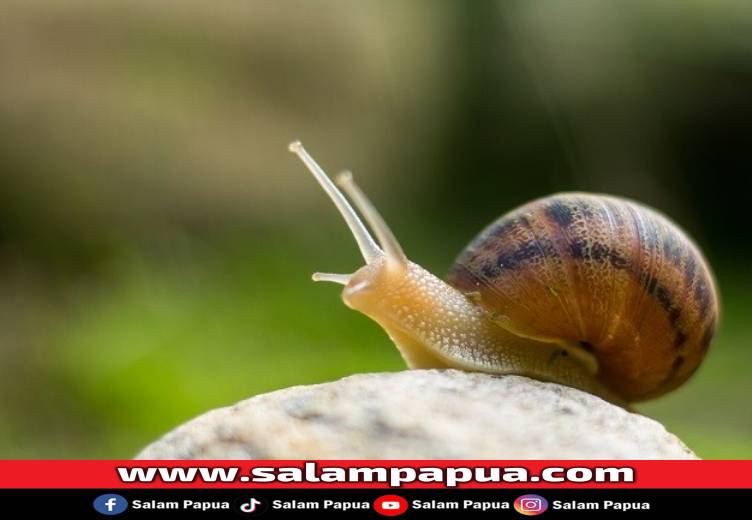 8 Manfaat Bekicot Untuk Kesehatan Tubuh