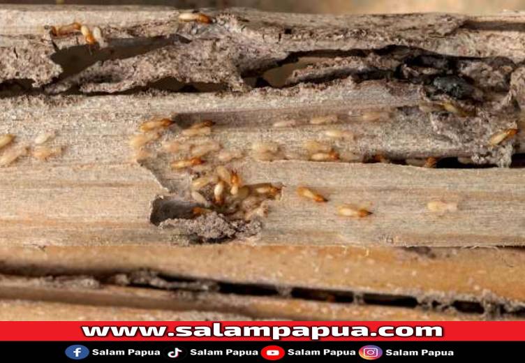 5 Cara Membasmi Rayap Yang Mudah Dilakukan