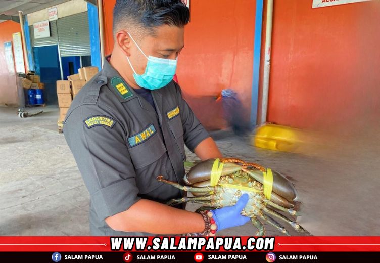 Balai Karantina Papua Tengah Periksa 2.580 Kepiting Yang Akan Dikirim Ke Singapura