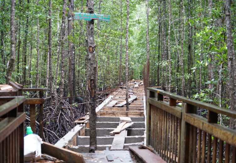 Pengembangan Wisata Mangrove Di Poumako Mimika Masih Terkendala Klaim Kepemilikan Lahan