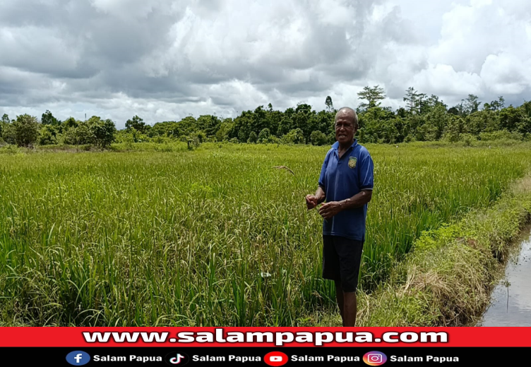 Tahap Percobaan, Petani Sawah Di SP 7 Siap Panen Padi Inpari 32