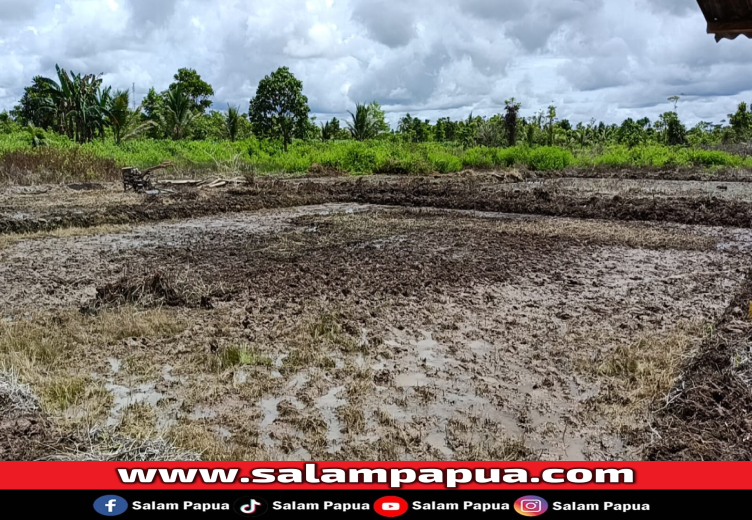 Petani SP 7 Mulai Bajak Sawah Jelang Musim Tanam