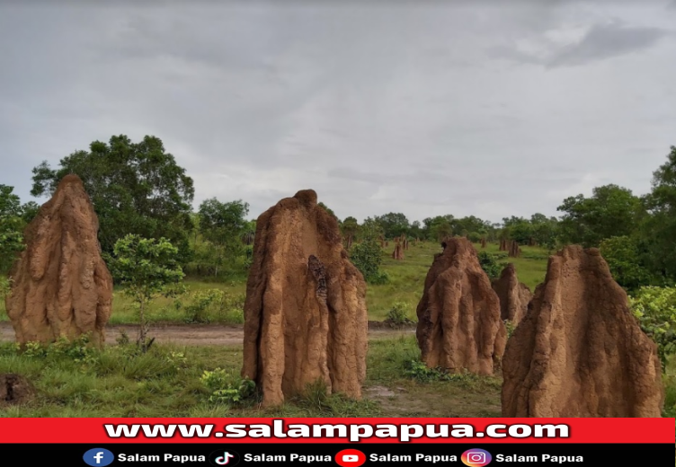 Mengenal Musamus Si Istana Rayap Di Merauke