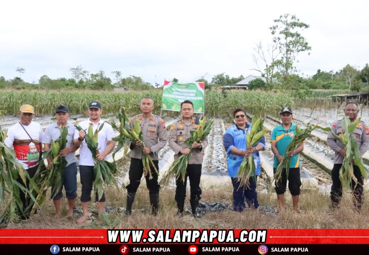 Program Swasembada, Polres Mimika Panen Raya Jagung Serentak Kuartal III