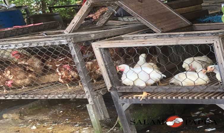 Jelang Ramadhan 2023 Harga Ayam Potong Lokal Di Timika Naik